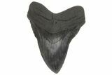 Serrated, Fossil Megalodon Tooth - South Carolina #214684-1